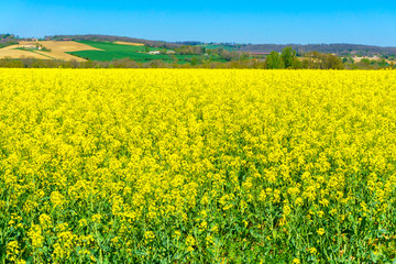 Spring field canola and cloudy sky background, Toulouse, France