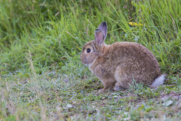 Domestic rabbit