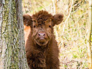 Scottish highland cow calf © hipproductions