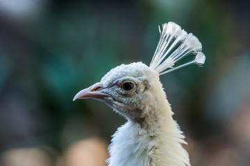 White peacock head on green soft background, soft focus