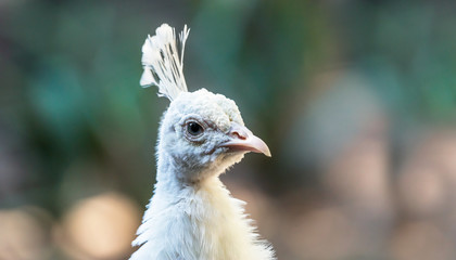 White peacock head on green soft background, soft focus