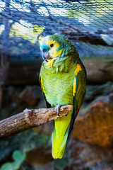 Blue-Fronted Amazon (Amazona aestiva xanthopteryx) in zoo