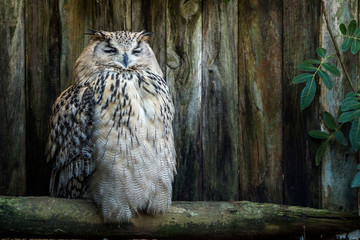 Sleeping spotted eagle-owl (Bubo africanus) on wooden background. Wold of birds zoo, Cape Town.