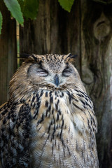 Spotted eagle-owl (Bubo africanus) with eyes closed in Wold of birds zoo, Cape Town.