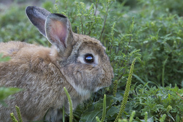 Domestic rabbit