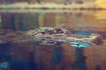 The crocodile floats on the surface of the water.