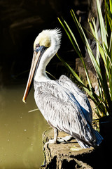 Pelican standing on a stump
