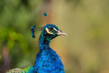 Blue male peacock  head and neck with a blurred background