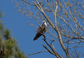 Osprey