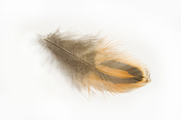 Pheasant feather isolated on white background