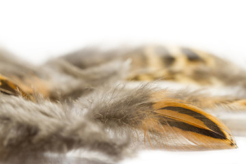 Pheasant feathers isolated on white background