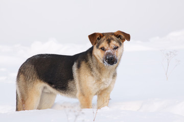 Dog in winter on snow background.