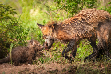 Red Fox Kit (Vulpes vulpes) Sniffs at Meat Held by Vixen