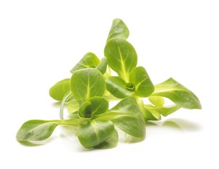 Obraz premium Valerianella locusta, corn salad, lamb's lettuce isolated on white background