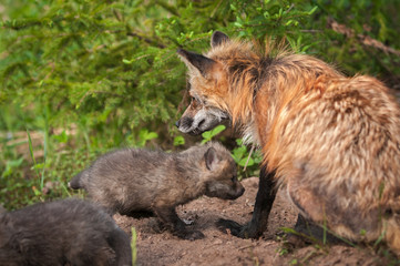 Naklejka na ściany i meble Red Fox Vixen (Vulpes vulpes) Sits With Kits