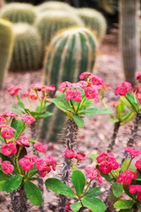 Fototapeta na wymiar Pink small cactus flowers