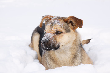 Dog in winter on snow background.