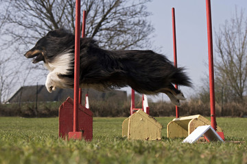 berger des shetland en agility