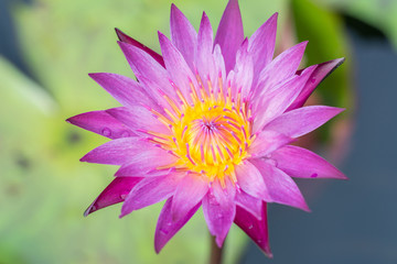 beautiful purple lotus,background concep.