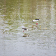 Obraz premium Black-winged Stilt, Himantopus himantopus