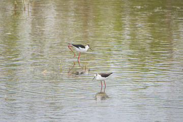 Black-winged Stilt, Himantopus himantopus
