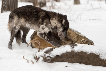 Naklejka premium Black Phase Grey Wolf (Canis lupus) Tears Hide of Deer Carcass