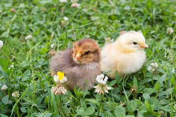 little chicks in the grass