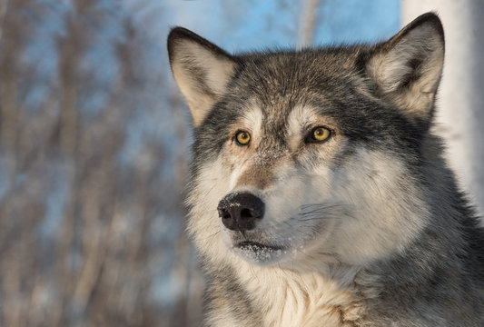 Fototapeta Grey Wolf (Canis lupus) Face Ears Forward