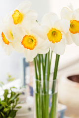 Bouquet of white daffodils