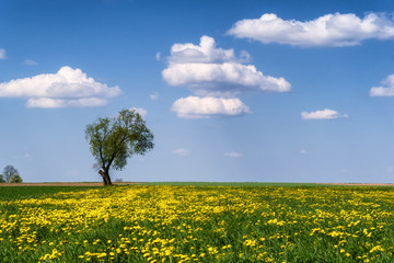 Wiosna na Podlasiu