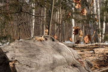 Fototapeta premium Amber Phase Red Fox (Vulpes vulpes) Peers Over Log