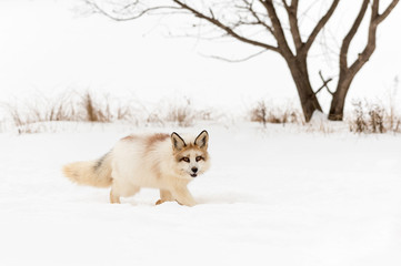 Red Marble Fox (Vulpes vulpes) Walks Right Through Snow