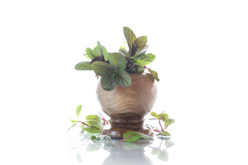 A bunch of fresh spring mint in a wooden vase