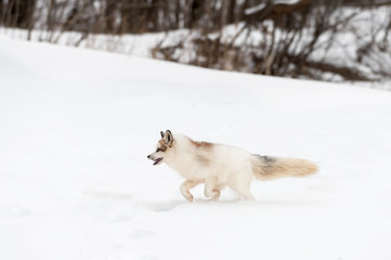 Red Marble Fox (Vulpes vulpes) Runs Left Through Snow