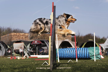 berger australien en agility