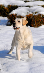 Labrador on the snow in winter season.