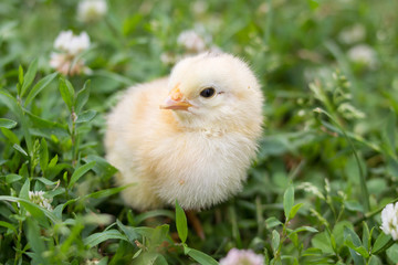 Clover little chicken