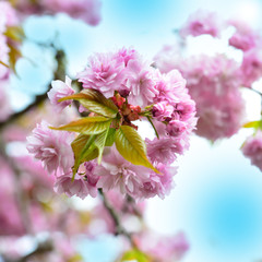 Zierkirsche - Blüten - rosa