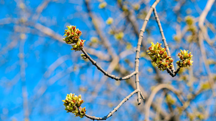 the first spring leaves on a branch