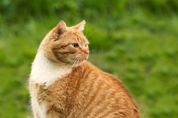 Young, fat male domestic cat, looking away. Shot of a profile on a green background.