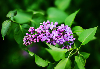 Purple Lilac Flower and green leaves Spring time