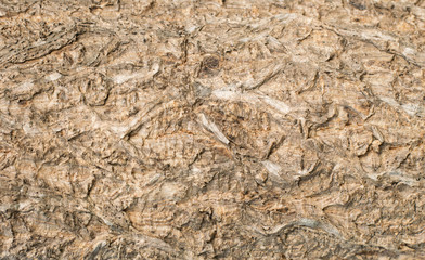 Wood background
