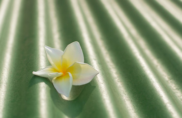 A single white frangipani, tropical flower on the roof tile with beautiful light and shadow. Composition of copy space for design and text background.