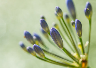 African Lily Buds