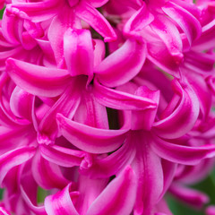 Pink Hyacinth