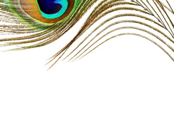 peacock feathers in white background with text copy space © gv image