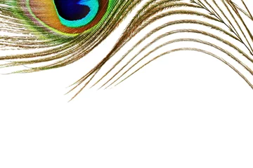  peacock feathers in white background with text copy space © gv image