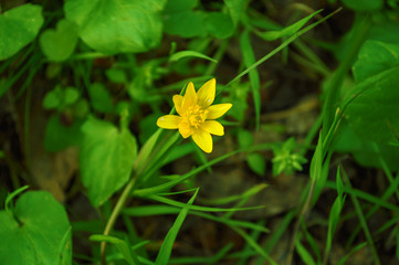 Yellow Spring Flower