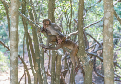 Two monkeys hanging and playing on a tree