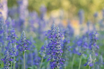 Natural background of beautiful purple Angelonia flowers in the field with light bokeh. Free space for text and ideas. 